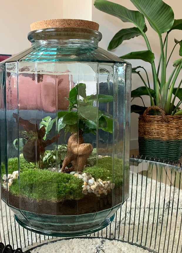Terrarium DIY Kit • Botanical Garden XL • Ecosystem with plants • ↑ 35 cm