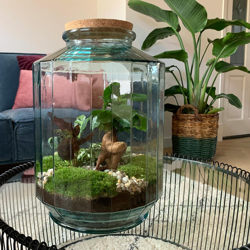 Terrarium DIY Kit • Botanical Garden XL • Ecosystem with plants • ↑ 35 cm