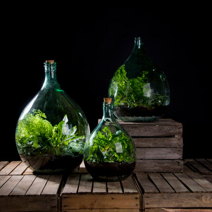 Terrarium bottle 55 litre set - 66 cm high - DIY Sealed Terrarium kit