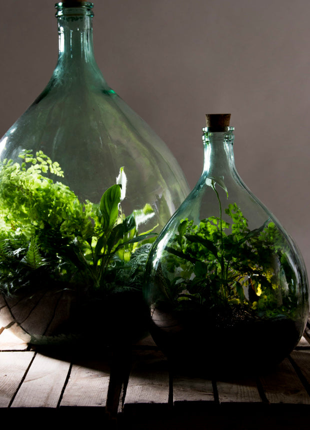 Terrarium bottle 55 litre set - 66 cm high - DIY Sealed Terrarium kit