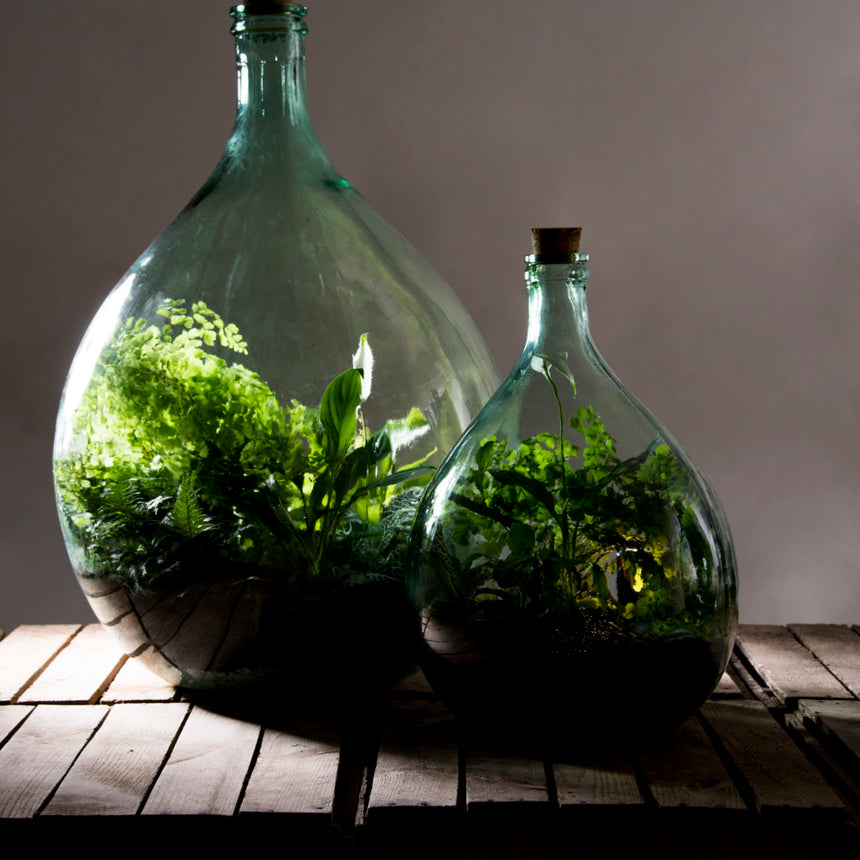 Terrarium bottle 55 litre set - 66 cm high - DIY Sealed Terrarium kit
