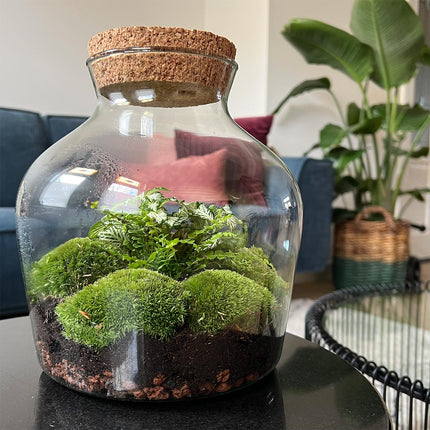 Terrarium DIY Kit • Little Joe • Ecosystem with plants • ↑ 21.5 cm