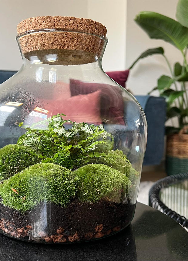 Terrarium DIY Kit • Little Joe • Ecosystem with plants • ↑ 21.5 cm