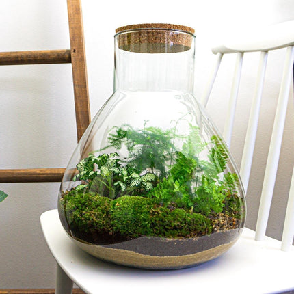 Terrarium DIY Kit • Sam XL • Ecosystem with plants • ↑ 35 cm