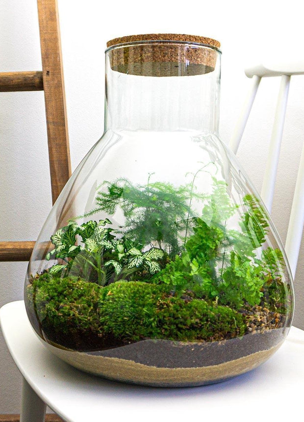 Terrarium DIY Kit • Sam XL • Ecosystem with plants • ↑ 35 cm