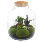 Terrarium DIY Kit • Big Botan XL • Ecosystem with plants • ↑ 40 cm