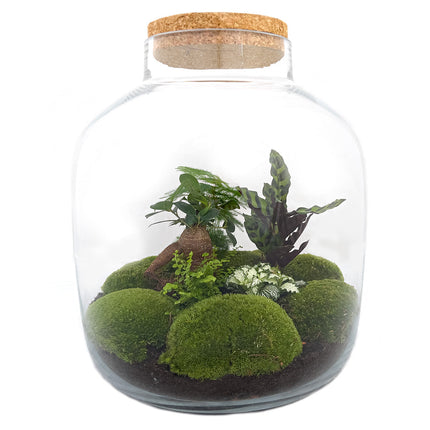 Terrarium DIY Kit • Big Botan XL • Ecosystem with plants • ↑ 40 cm