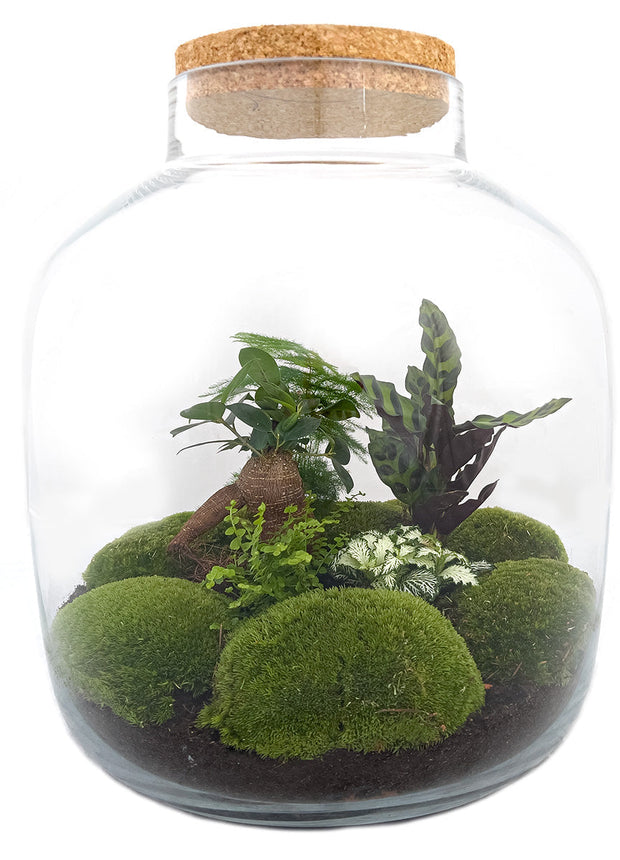 Terrarium DIY Kit • Big Botan XL • Ecosystem with plants • ↑ 40 cm