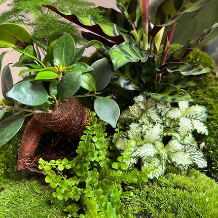 Terrarium DIY Kit • Big Botan XL • Ecosystem with plants • ↑ 40 cm