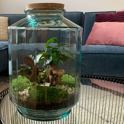 Terrarium DIY Kit • Botanical Garden XL • Ecosystem with plants • ↑ 35 cm