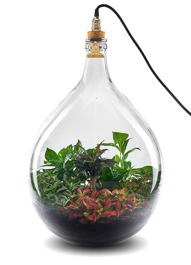 Plant terrarium with light - JNGLight L - Ecosystem incl. lamp - ↑ 61.5 cm
