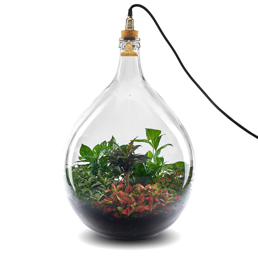 Plant terrarium with light - JNGLight L - Ecosystem incl. lamp - ↑ 61.5 cm