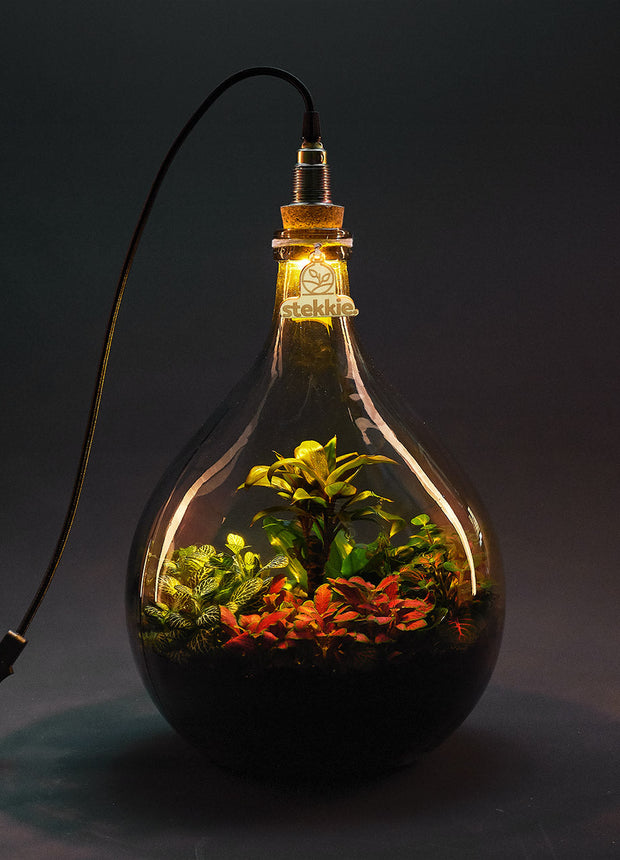 Plant terrarium with light - JNGLight M - Ecosystem incl. lamp - ↑ 49 cm