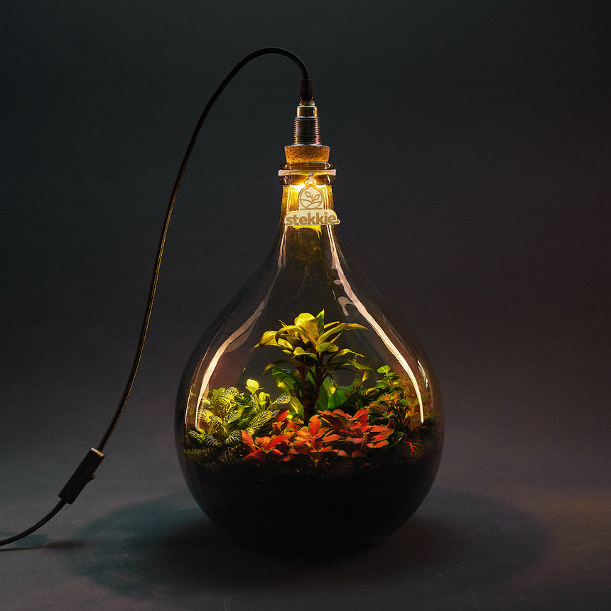 Plant terrarium with light - JNGLight M - Ecosystem incl. lamp - ↑ 49 cm