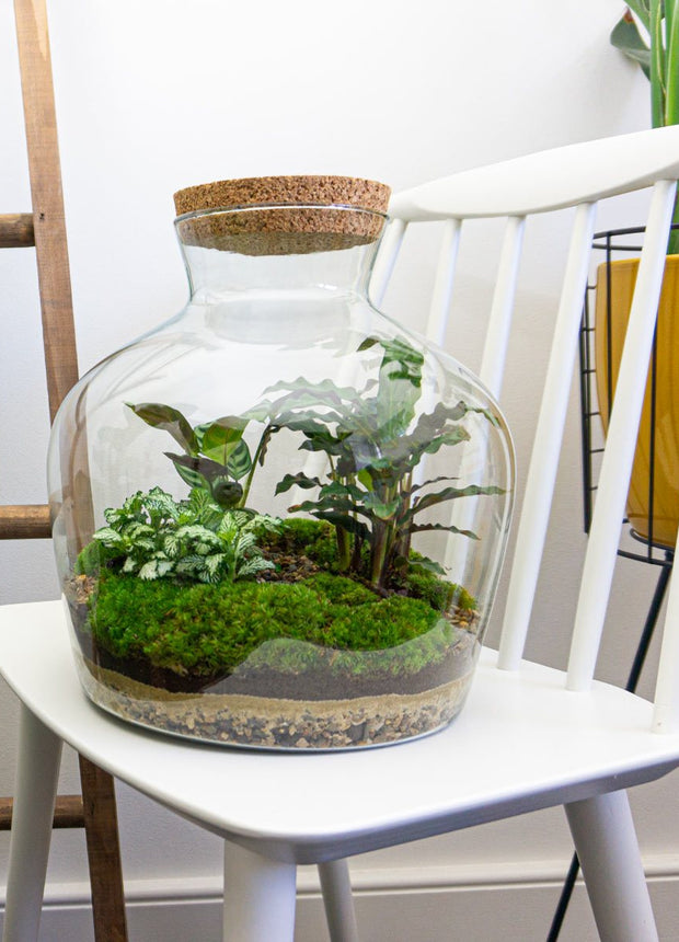 Fat Joe. Het Do It Yourself Terrarium van Flessentuin en Urban Jngl.