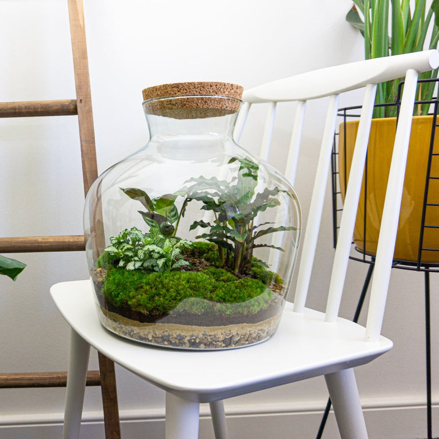 Fat Joe. Het Do It Yourself Terrarium van Flessentuin en Urban Jngl.