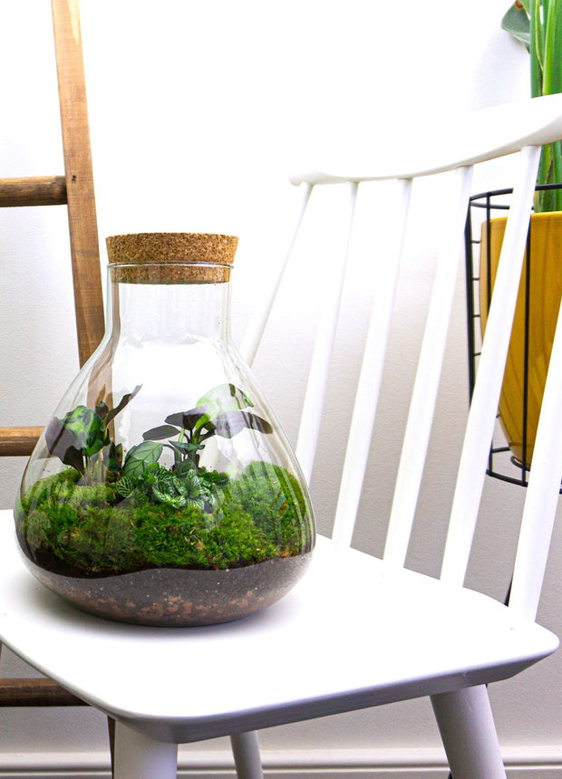 Terrarium DIY Kit • Sammie • Ecosystem with plants • ↑ 26,5 cm