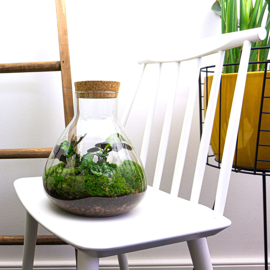 Terrarium DIY Kit • Sammie • Ecosystem with plants • ↑ 26,5 cm