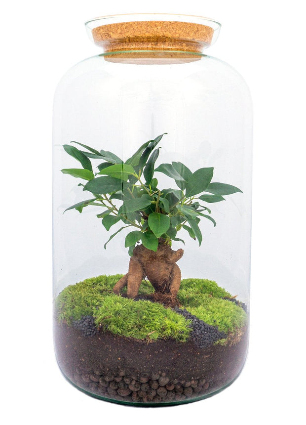 Terrarium DIY Kit • Sven bonsai • Ecosystem with plants • ↑ 43 cm