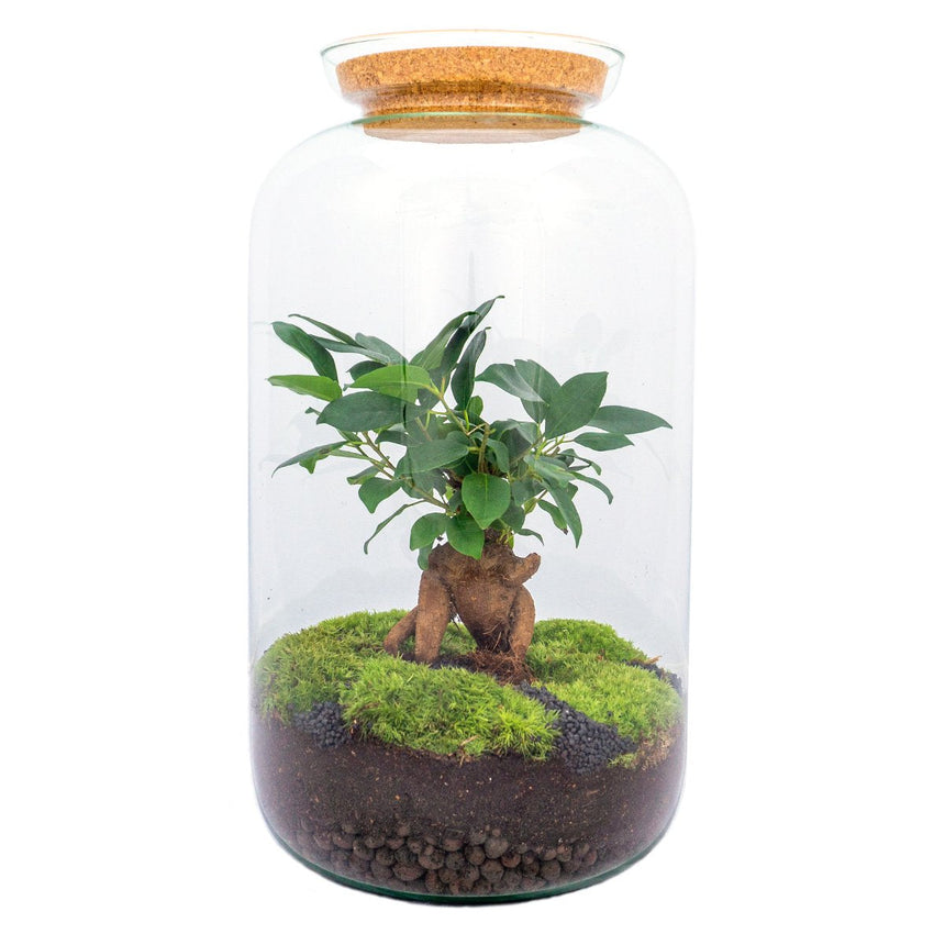 Terrarium DIY Kit • Sven bonsai • Ecosystem with plants • ↑ 43 cm