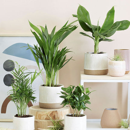 Trendy urban jungle mix - Set of 4 indoor plants