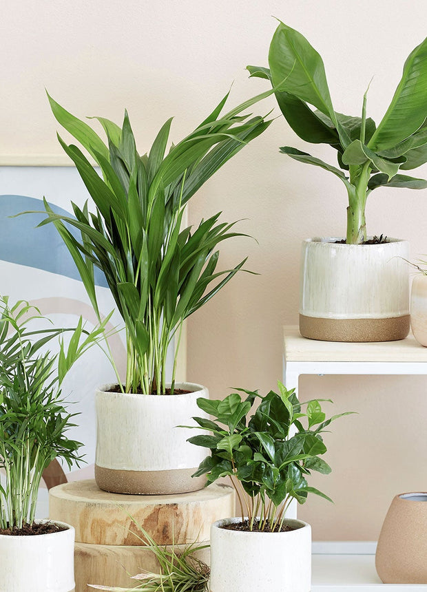 Trendy urban jungle mix - Set of 4 indoor plants