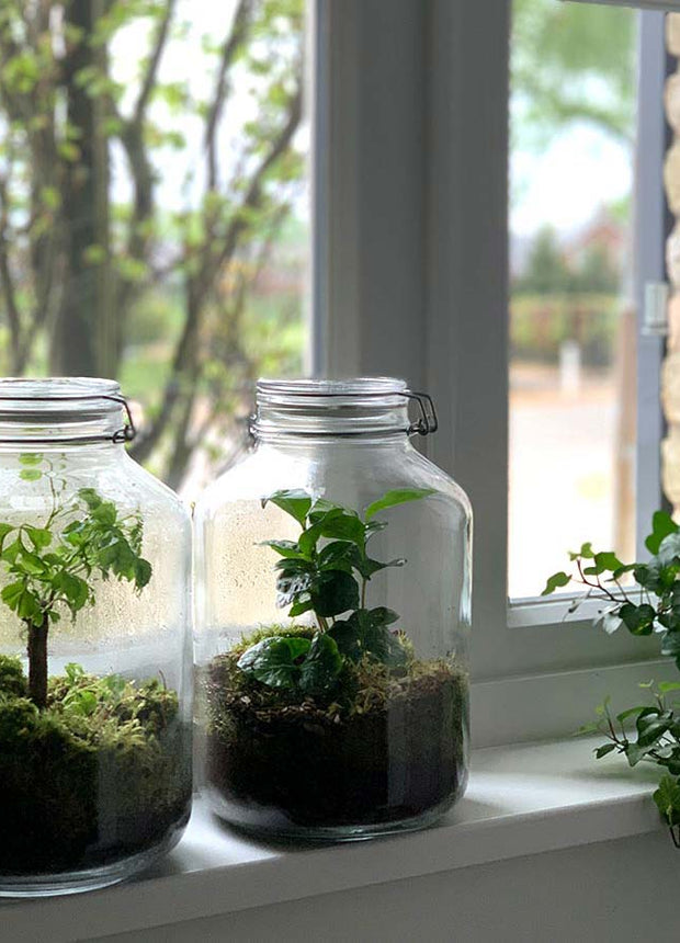 Jar Terrarium Kit • Coffea Arabica • Ecosystem with plants • ↑ 28 cm