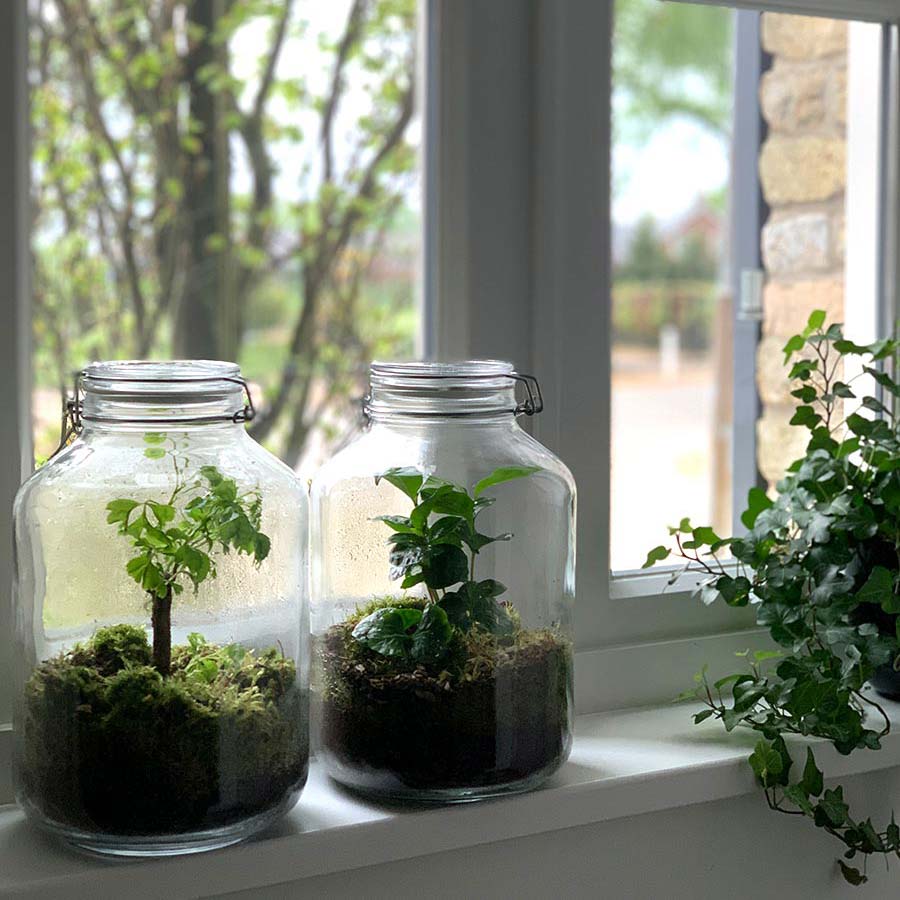planten terrarium Jar Terrarium Kit • Coffea Arabica • Ecosystem with plants • ↑ 28 cm